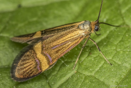 Geelband langsprietmot (Nemophora degeerella)