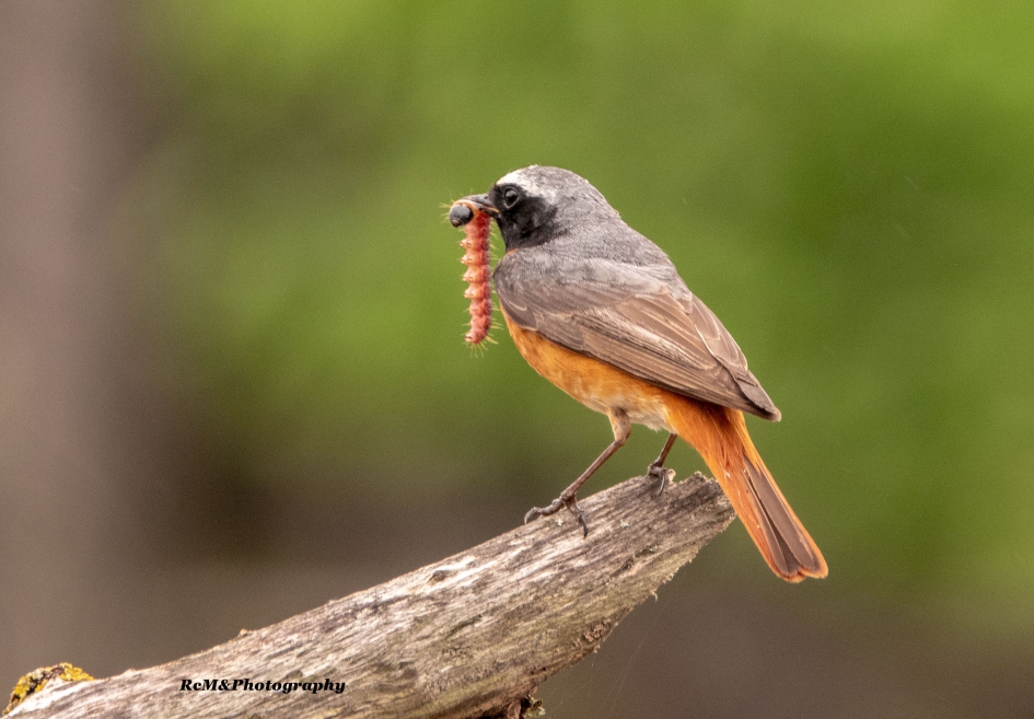 Gekraagde roodstaart . - Vogels - Gekraagde roodstaart.