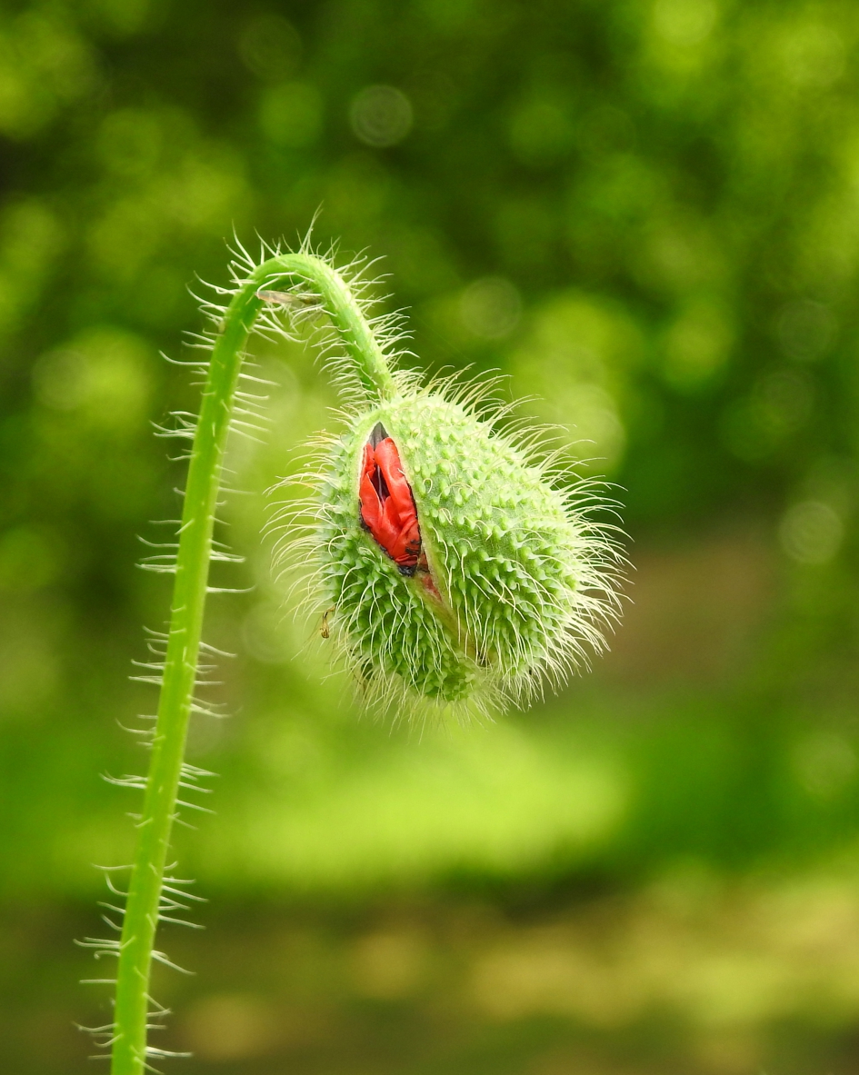 Gekreukeld in de verpakking. - Planten - Klaproos