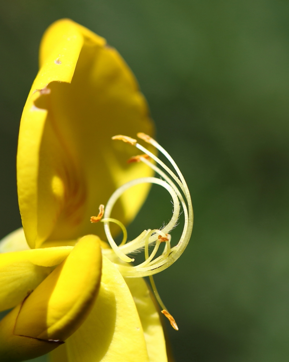 gele brem - Planten - brem