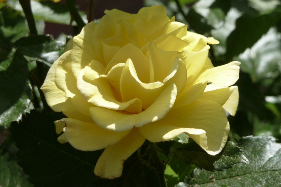 Gele roos - Planten - 