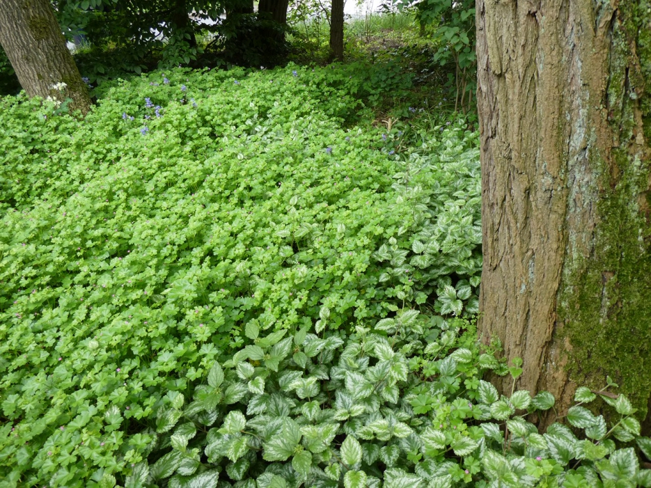 Gemeenteperk helemaal groen! - Weer en landschap - 