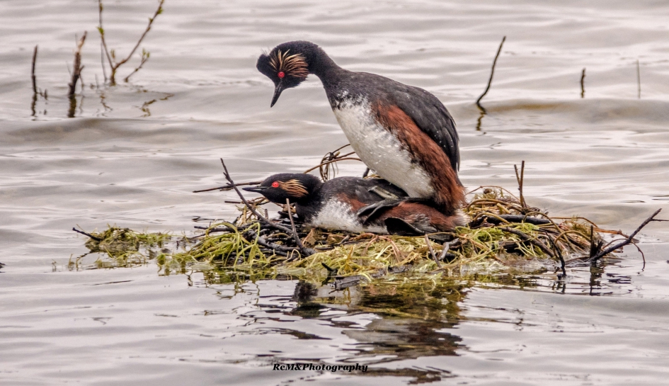 Geoorde fuut. - Vogels - Geoorde fuut.