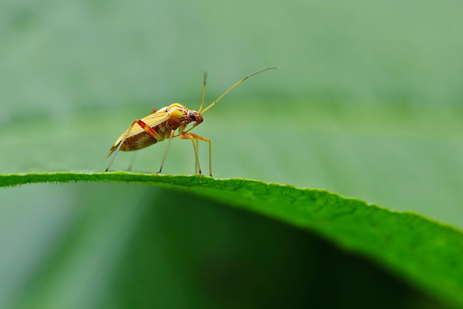 Gestreepte Eikenblindwants - Geleedpotigen - 