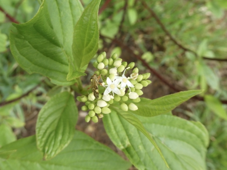 Gestreepte eikenblindwants