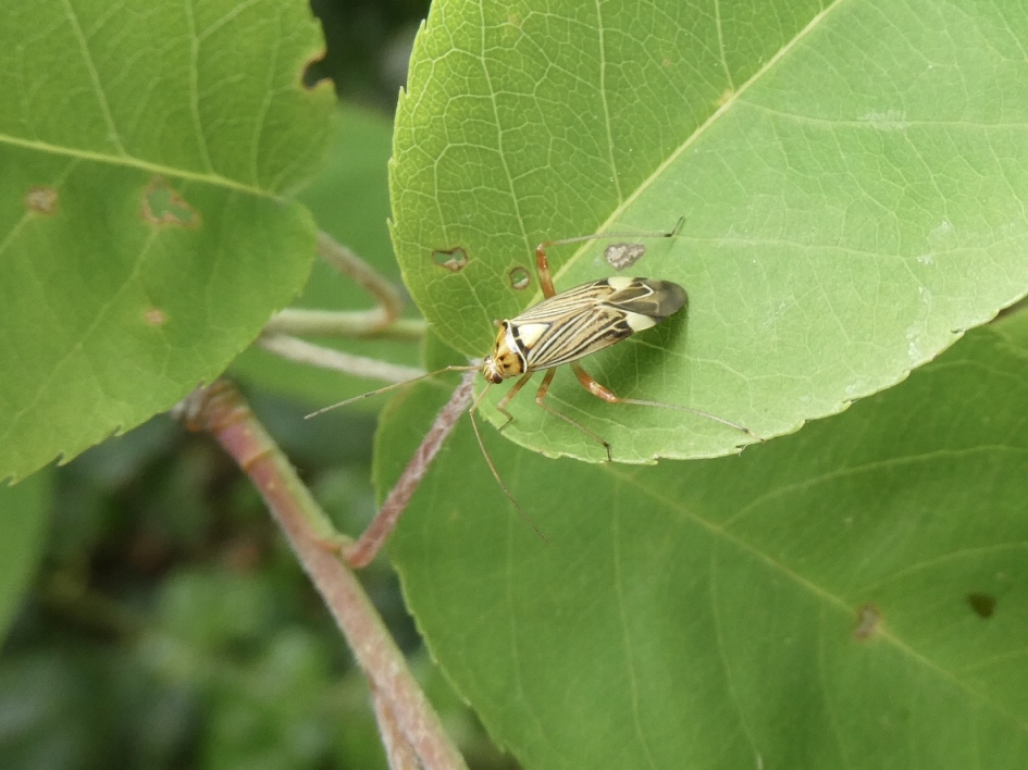 Gestreepte eikenblindwants - Geleedpotigen - 