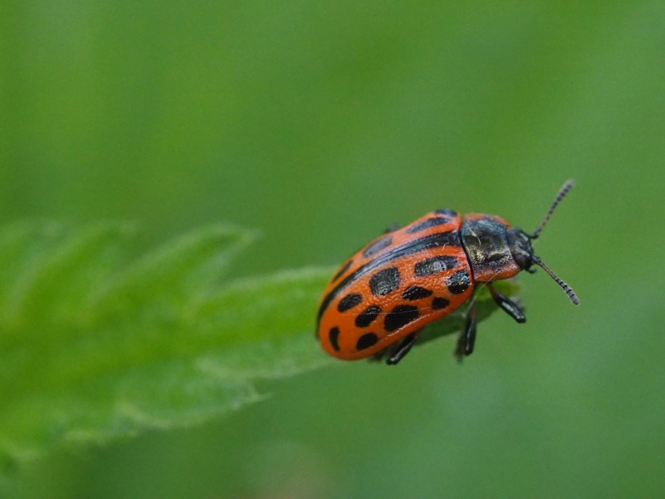 Gevlekt of twintigstippelig wilgenhaantje - Geleedpotigen - Gevlekt of twintigstippelig wilgenhaantje