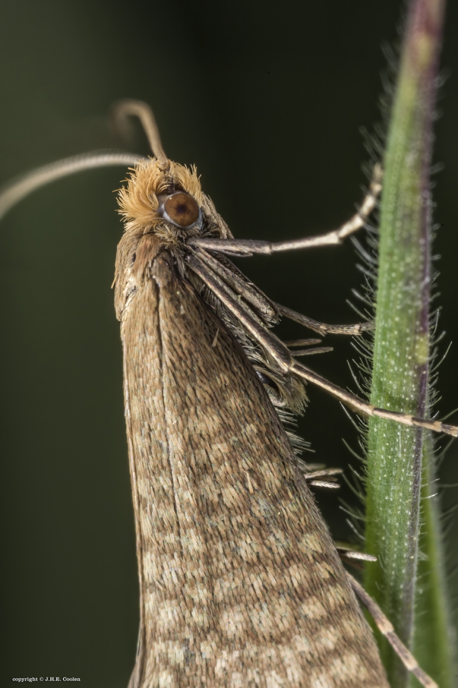 Gevlekte langsprietmot  (Nematopogon adansoniella) - Geleedpotigen - Gevlekte langsprietmot