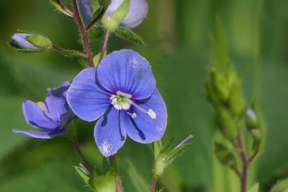 Gewone ereprijs - Planten - Gewone ereprijs
