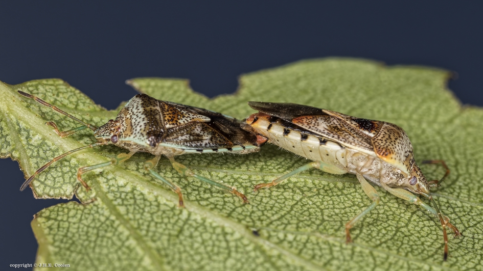 Gewone kielwants (Elasmucha grisea) - Geleedpotigen - Gewone kielwants