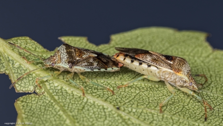 Gewone kielwants (Elasmucha grisea)