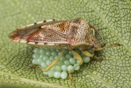 Gewone kielwants (Elasmucha grisea)