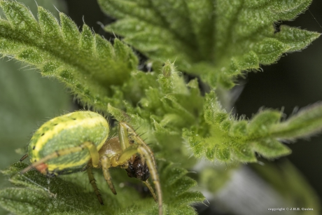 Gewone komkommerspin (Araniella cucurbitina)
