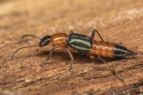 Gewone oeverkortschildkever (Paederus riparius)