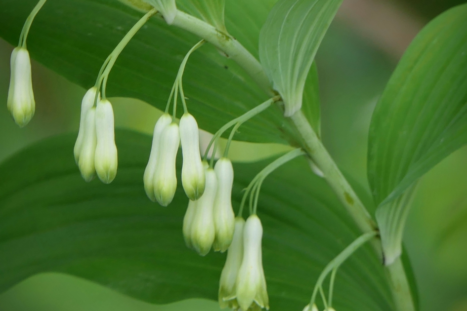 Gewone Salomonszegel - Planten - Gewone Salomonszegel