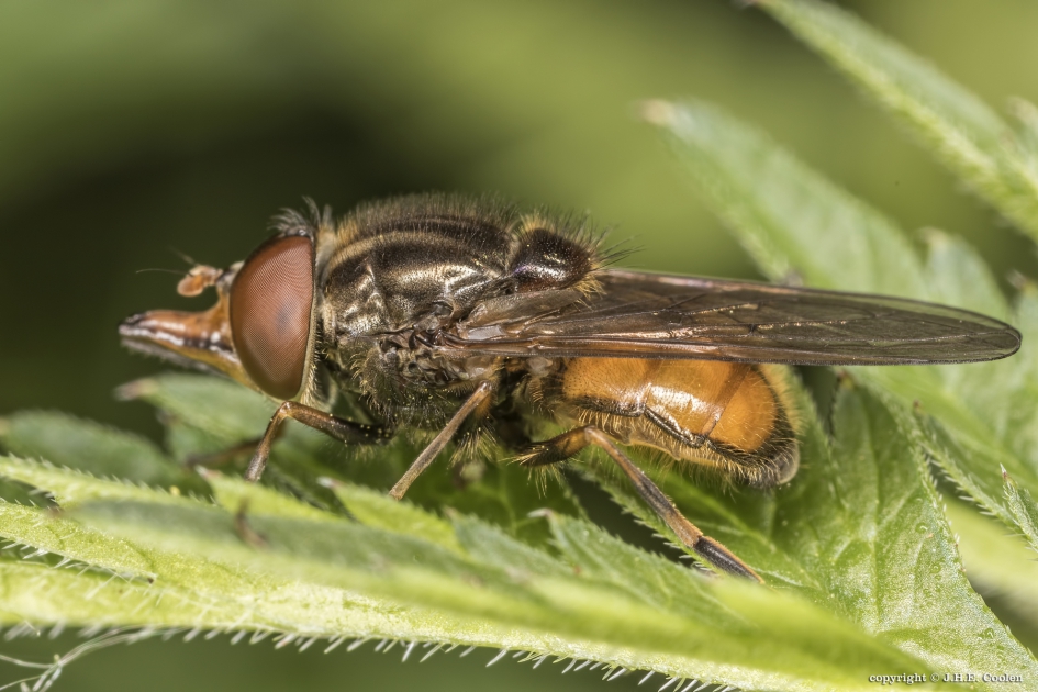 Gewone snuitvlieg (Rhingia campestris) - Geleedpotigen - Gewone snuitvlieg