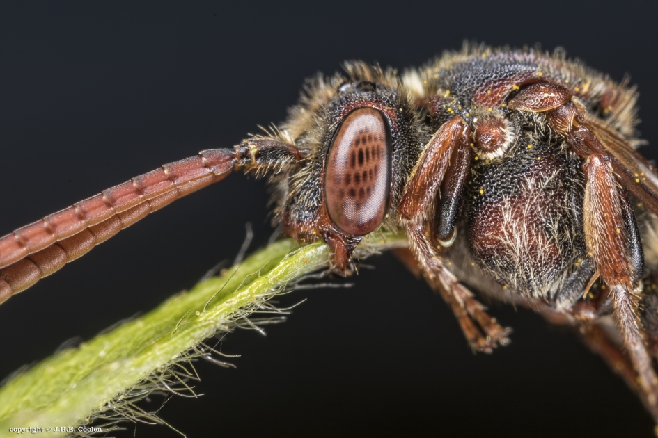 Gewone wespbij  (2) - Geleedpotigen - Gewone wespbij