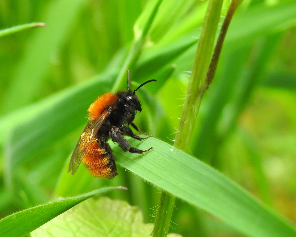Goede bestuiver - Geleedpotigen - Vosje