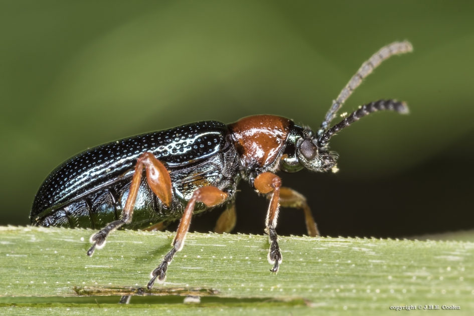 Grasgoudhaantje (Oulema melanopus) - Geleedpotigen - Grasgoudhaantje