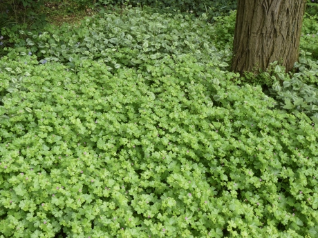 Groen dichtbegroeid gemeenteperk