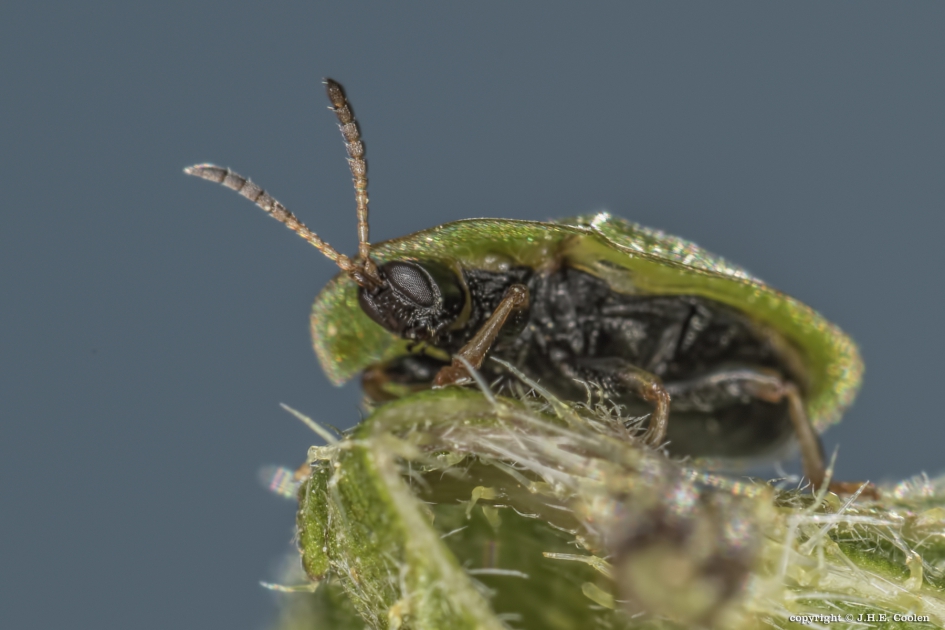 Groene schildpadkever - Geleedpotigen - Groene schildpadkever