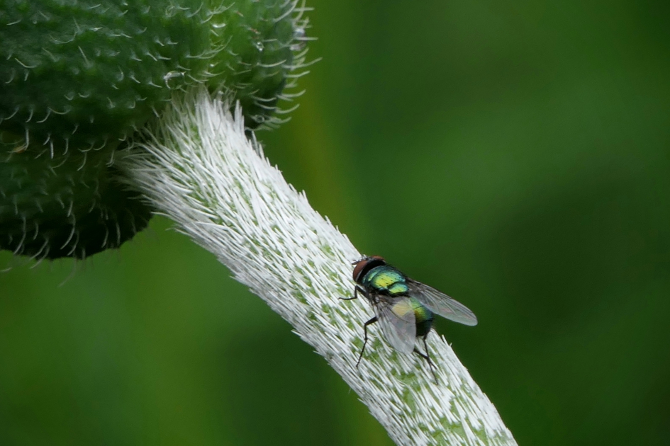 Groentje - Geleedpotigen - Groene vleesvlieg