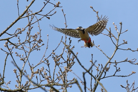 grote bonte specht -v-