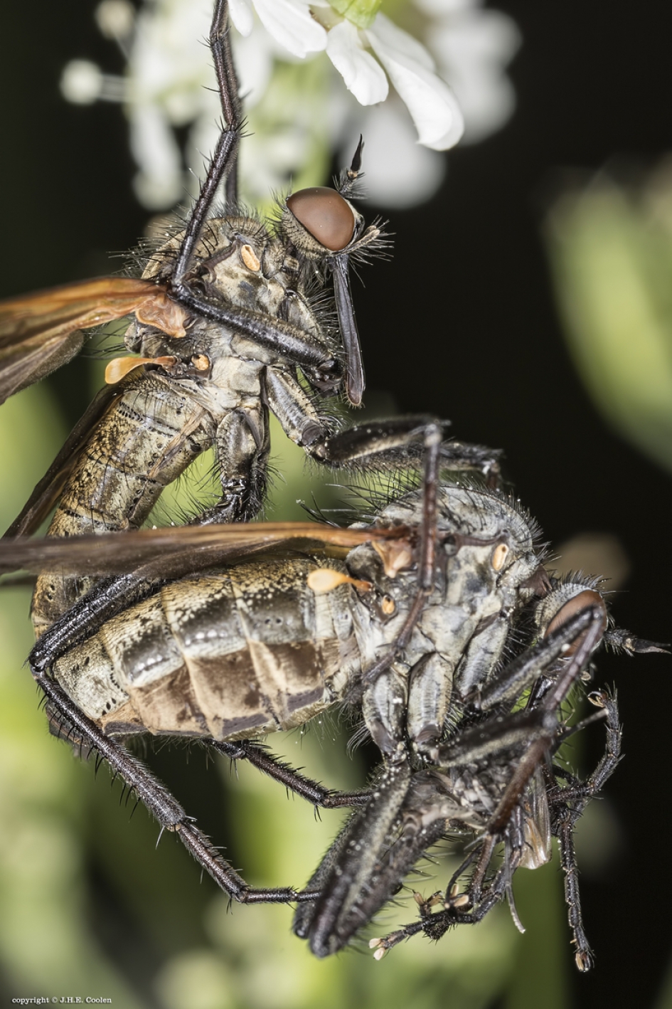 Grote dansvlieg (Empis tessellata) - Geleedpotigen - Grote dansvlieg