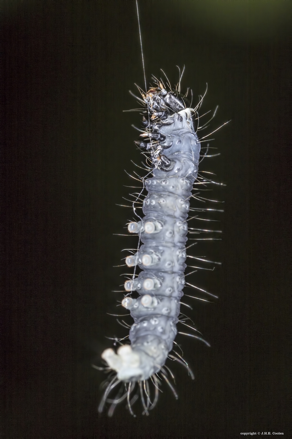 Hanger - Geleedpotigen - Rups van een nachtvlinder