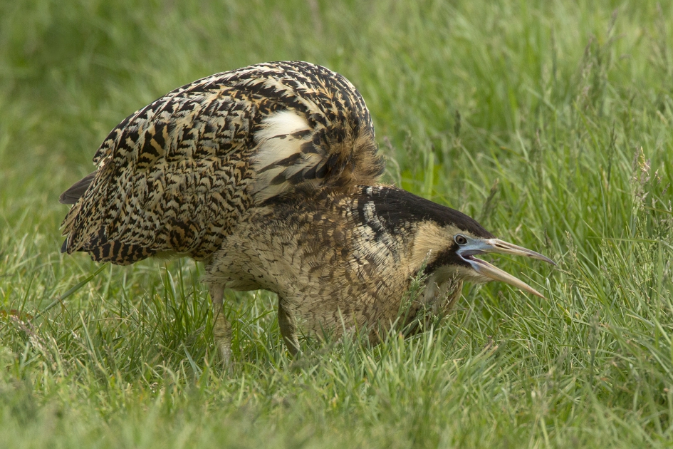Hoemp - Vogels - Roerdomp