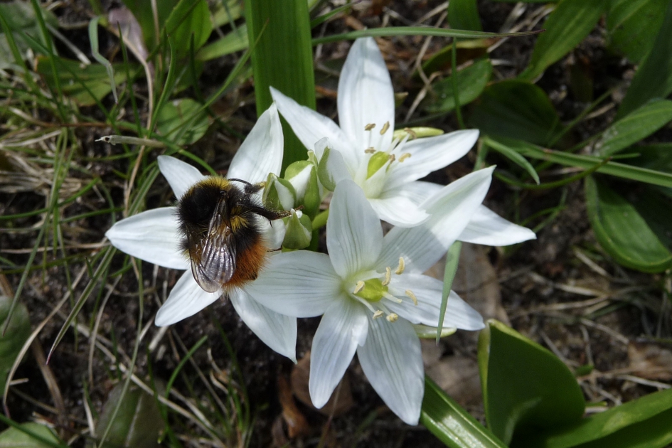 Hommel op de vogelmelk - Geleedpotigen - 