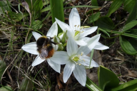 Hommel op de vogelmelk