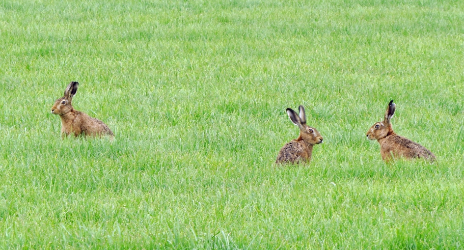 Hoort die ook bij ons ? - Zoogdieren - 