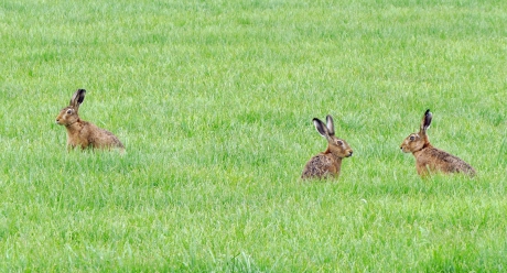 Hoort die ook bij ons ?