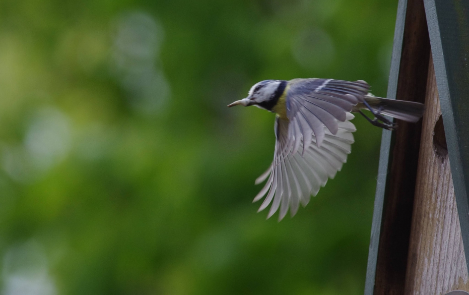 Houdt het nest schoon - Vogels - 