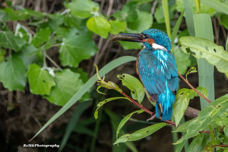 IJsvogel. - Vogels - IJsvogel.