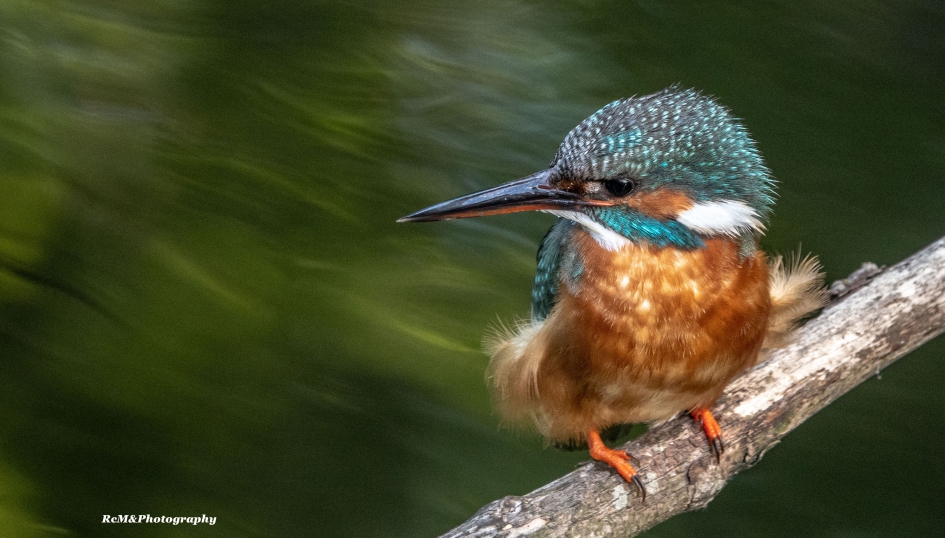 IJsvogel. - Vogels - IJsvogel.
