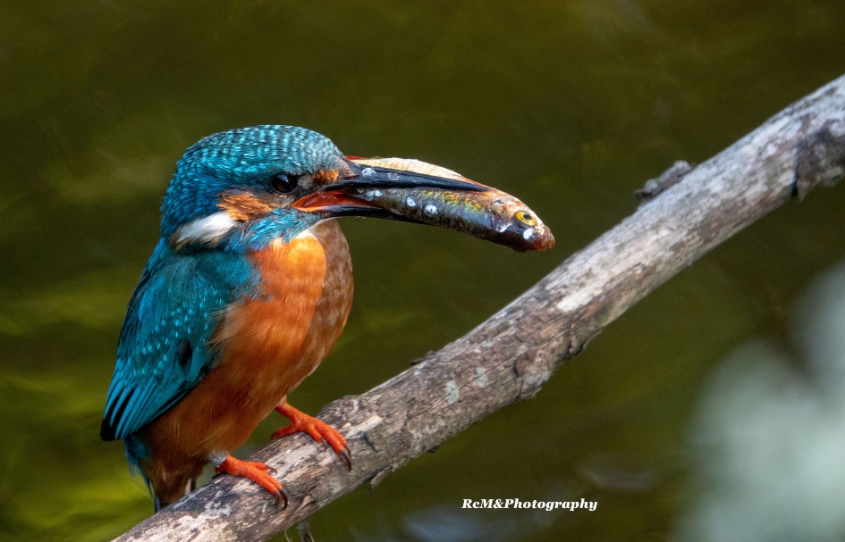 IJsvogel. - Vogels - IJsvogel.