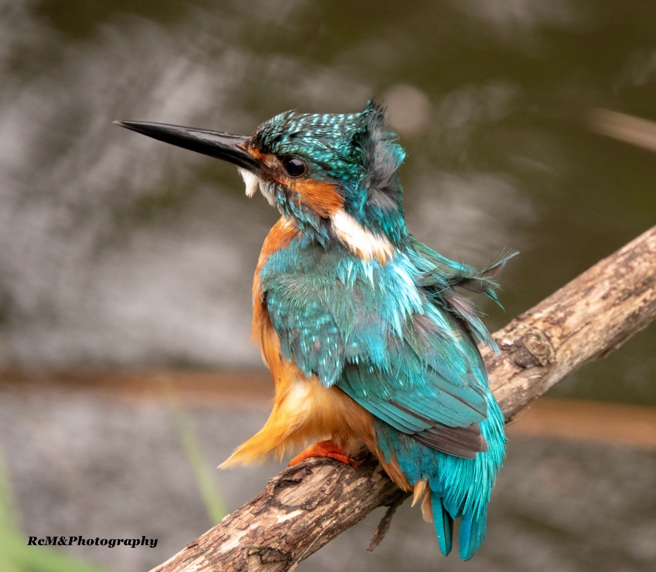 IJsvogel. - Vogels - IJsvogel.