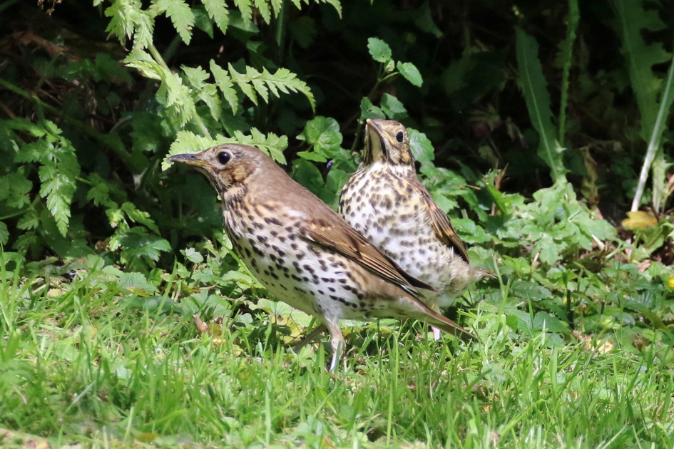 Ik blijf veilig in de buurt - Vogels - 