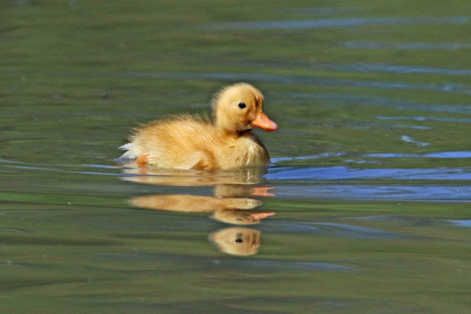 Eén kuiken, twee spiegelbeelden - Vogels - 