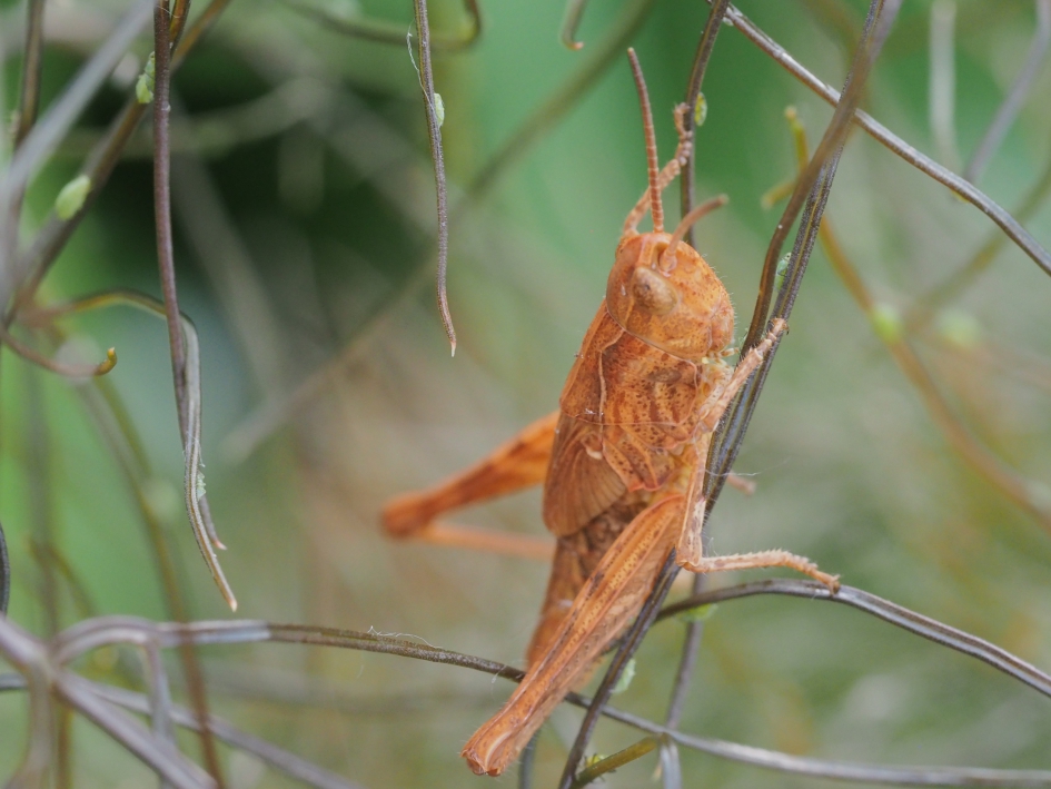 In de touwen - Geleedpotigen - Veldsprinkhaan