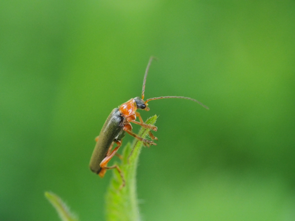 In de wacht - Geleedpotigen - Soldaatje