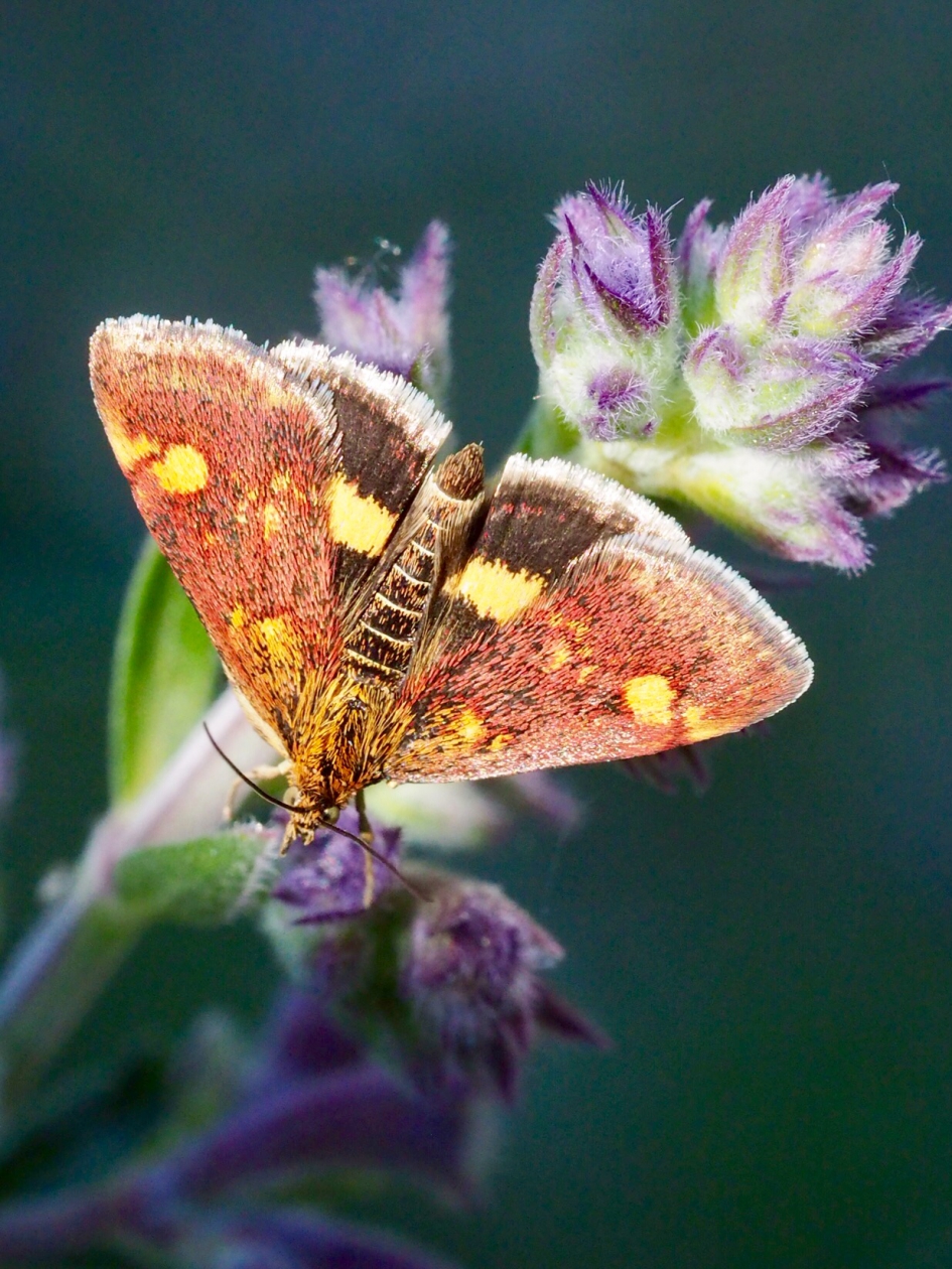 In Hemmen - Geleedpotigen - Muntvlinder
