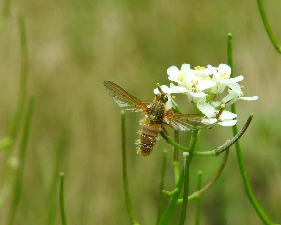 Insectendoder - Geleedpotigen - Schimmelsoort bij vliegen