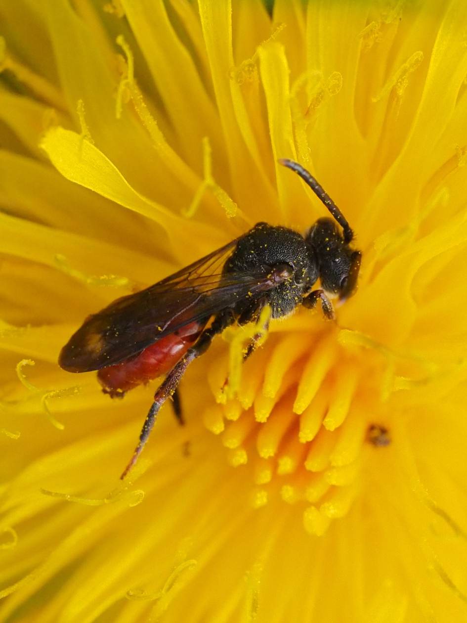 Insectentrekker - Geleedpotigen - Wrsch. bloedbij, dank Jan