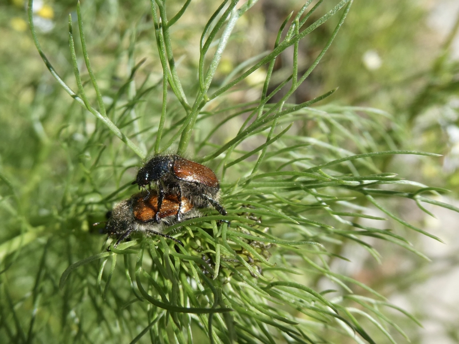 Johanneskevers in love - Geleedpotigen - 