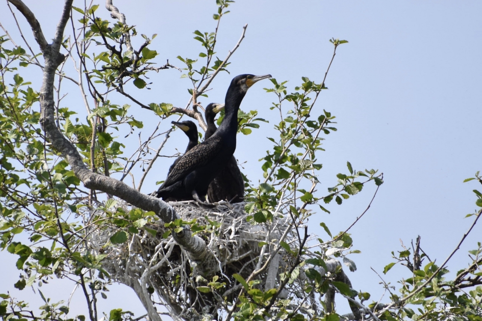 Jonge aalscholvers - Vogels - 