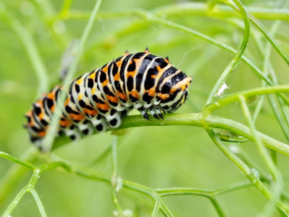 Jonge rups van de koninginnenpage - Geleedpotigen - Koninginnenpage rups