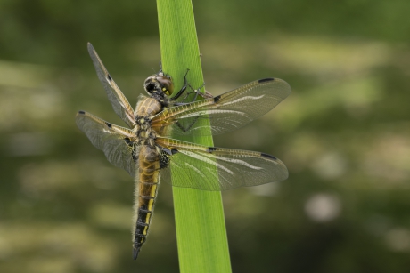 jonge viervleklibel